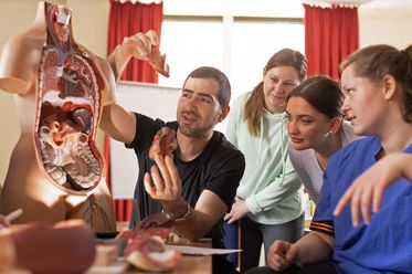 Auszubildende sitzen im Praxis-Unterricht vor einem Modell-Torso und schauen sich die verschiedenen Organe an.